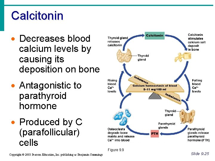 Calcitonin · Decreases blood calcium levels by causing its deposition on bone · Antagonistic