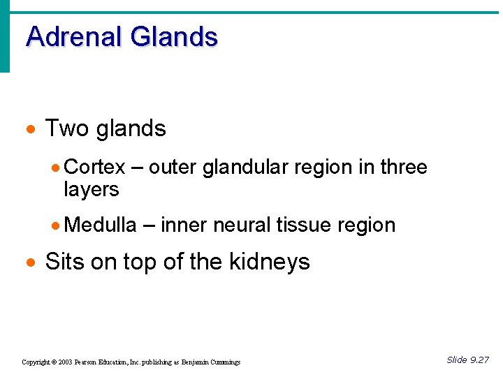 Adrenal Glands · Two glands · Cortex – outer glandular region in three layers