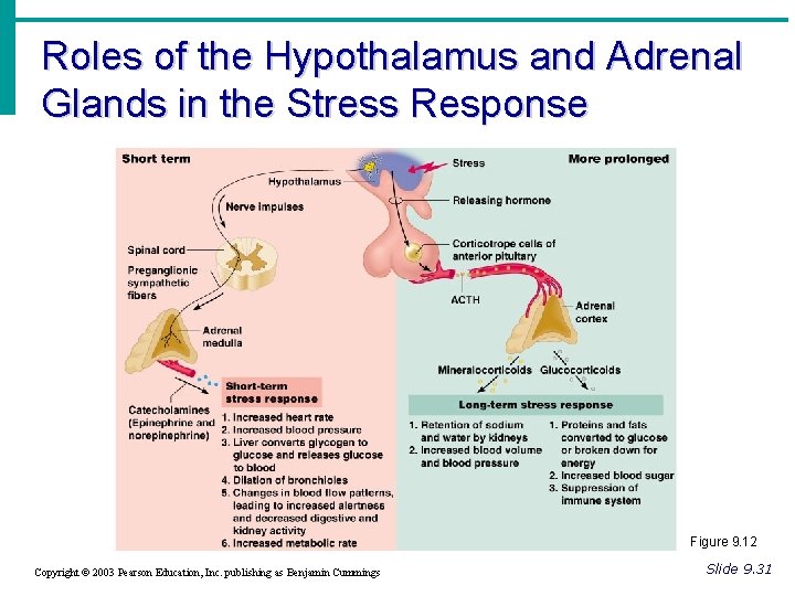 Roles of the Hypothalamus and Adrenal Glands in the Stress Response Figure 9. 12