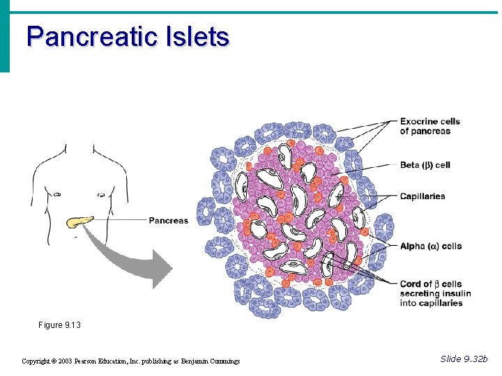 Pancreatic Islets Figure 9. 13 Copyright © 2003 Pearson Education, Inc. publishing as Benjamin