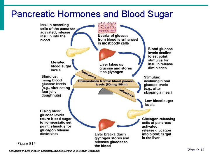 Pancreatic Hormones and Blood Sugar Figure 9. 14 Copyright © 2003 Pearson Education, Inc.