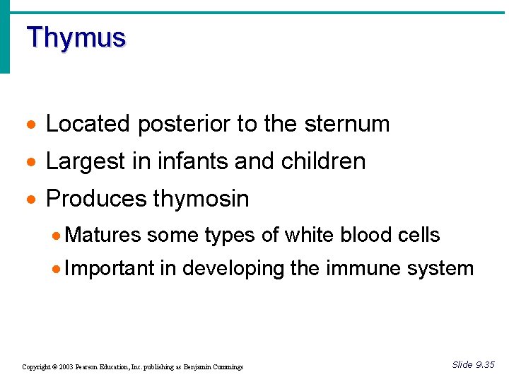 Thymus · Located posterior to the sternum · Largest in infants and children ·