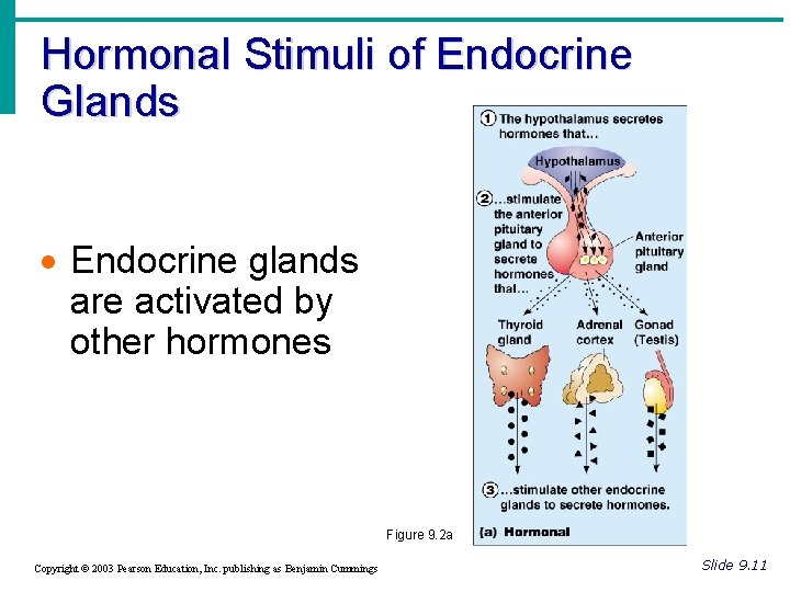 Hormonal Stimuli of Endocrine Glands · Endocrine glands are activated by other hormones Figure