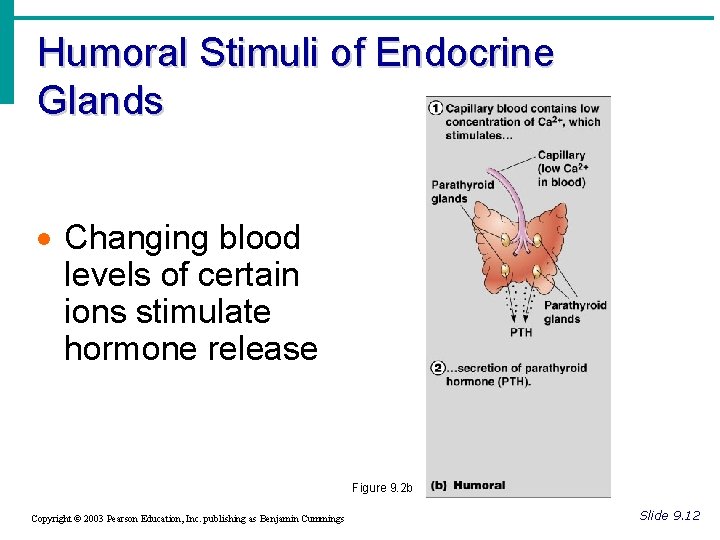 Humoral Stimuli of Endocrine Glands · Changing blood levels of certain ions stimulate hormone