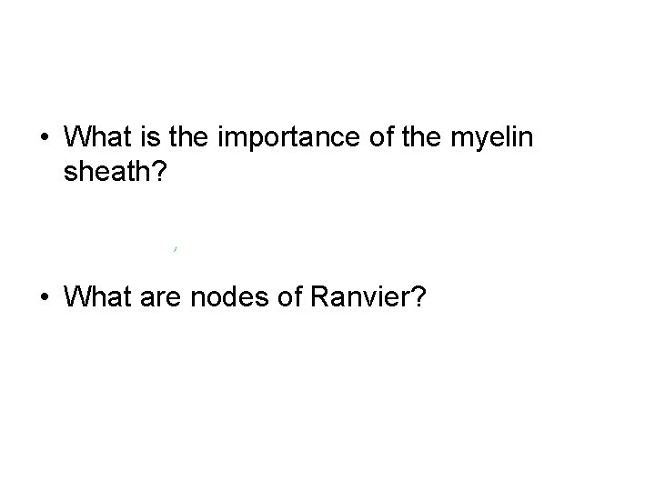  • What is the importance of the myelin sheath? • What are nodes