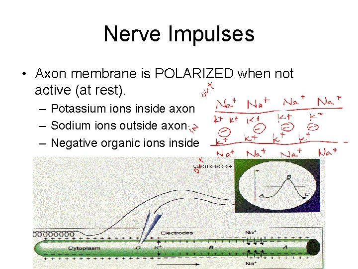 Nerve Impulses • Axon membrane is POLARIZED when not active (at rest). – Potassium