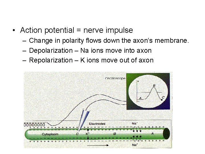  • Action potential = nerve impulse – Change in polarity flows down the