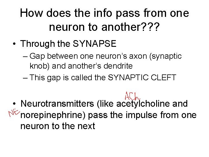 How does the info pass from one neuron to another? ? ? • Through