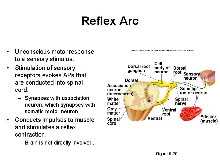 Reflex Arc • Unconscious motor response to a sensory stimulus. • Stimulation of sensory