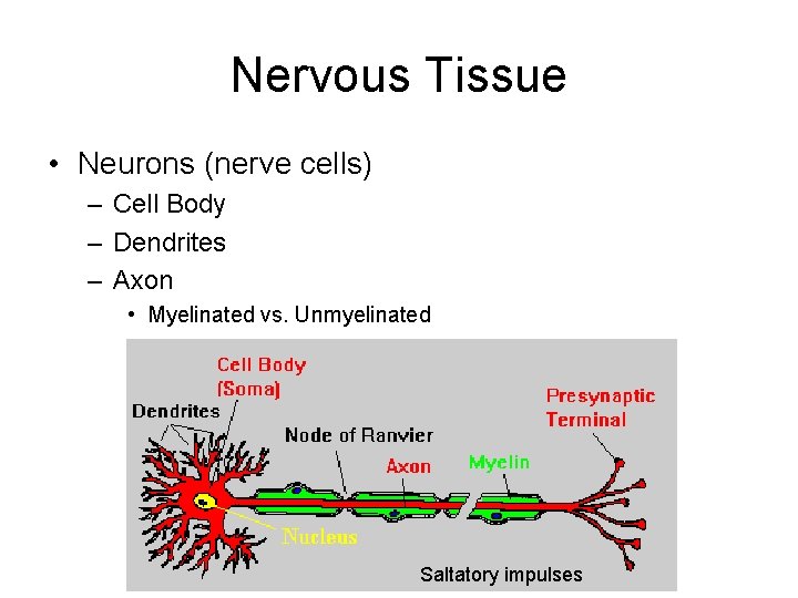 Nervous Tissue • Neurons (nerve cells) – Cell Body – Dendrites – Axon •