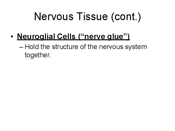 Nervous Tissue (cont. ) • Neuroglial Cells (“nerve glue”) – Hold the structure of