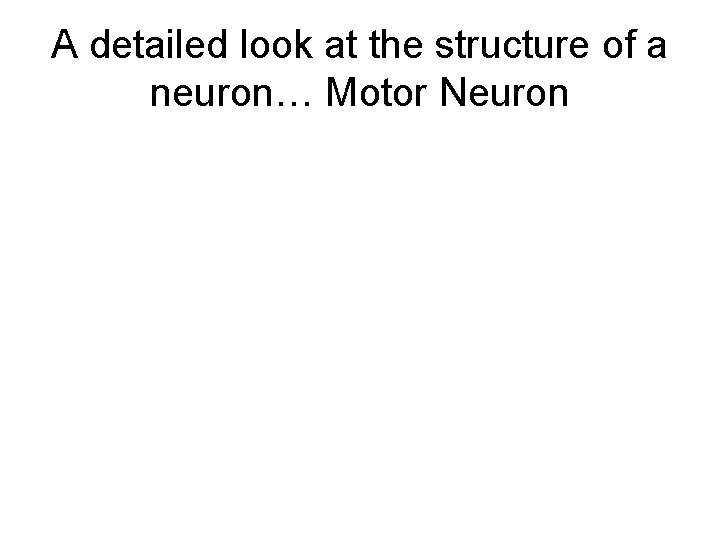 A detailed look at the structure of a neuron… Motor Neuron 