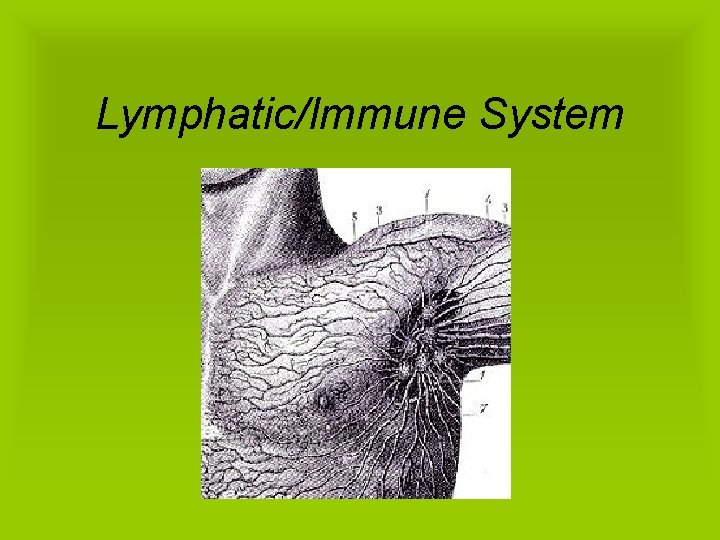 Lymphatic/Immune System 