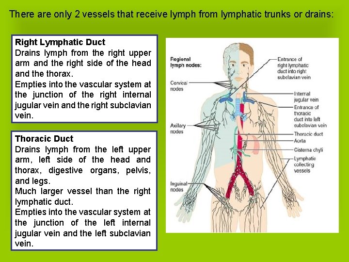 There are only 2 vessels that receive lymph from lymphatic trunks or drains: Right