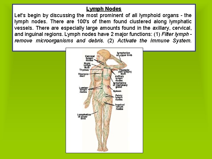 Lymph Nodes Let's begin by discussing the most prominent of all lymphoid organs -