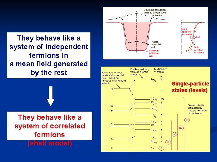 They behave like a system of independent fermions in a mean field generated by