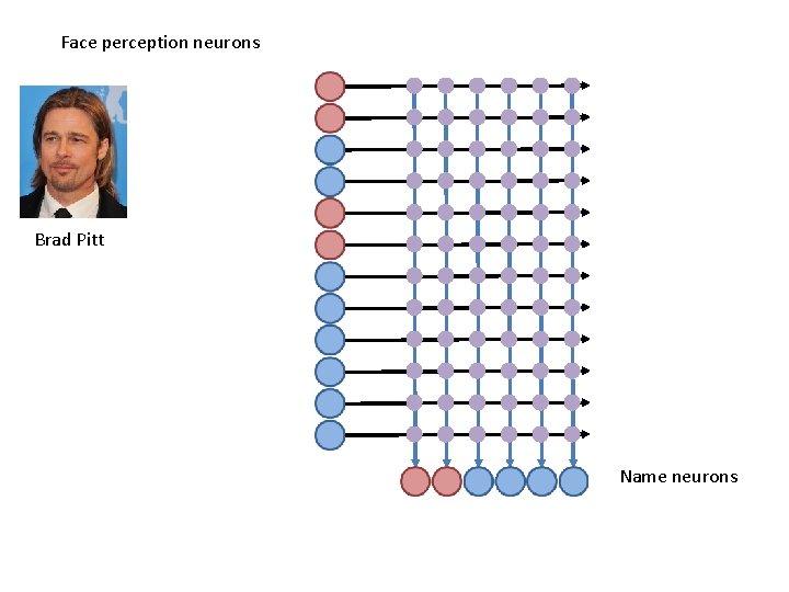 Face perception neurons Brad Pitt Name neurons 