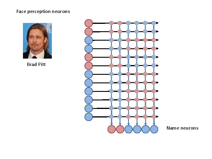 Face perception neurons Brad Pitt Name neurons 