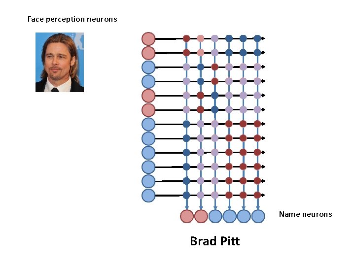 Face perception neurons Name neurons Brad Pitt 