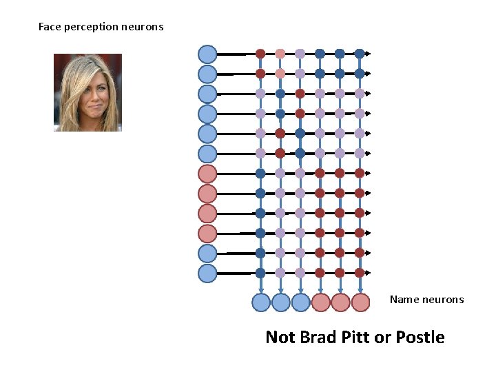 Face perception neurons Name neurons Not Brad Pitt or Postle 