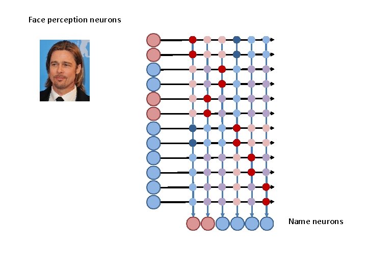 Face perception neurons Name neurons 