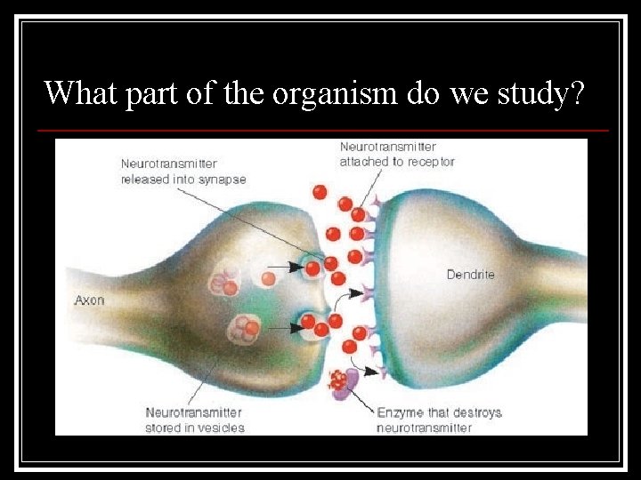 What part of the organism do we study? 