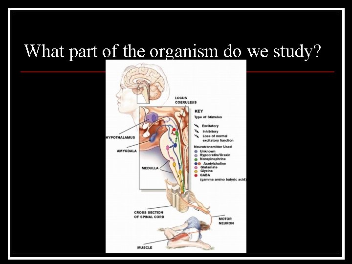 What part of the organism do we study? 