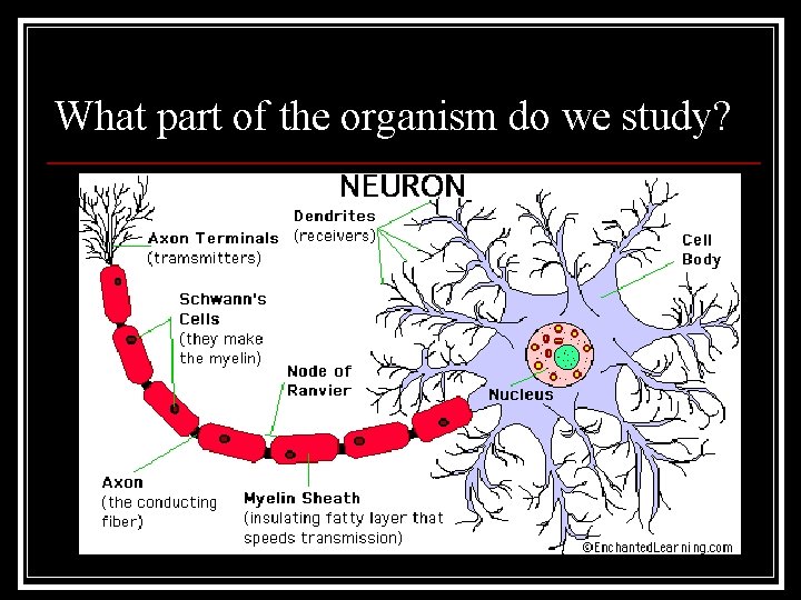 What part of the organism do we study? 