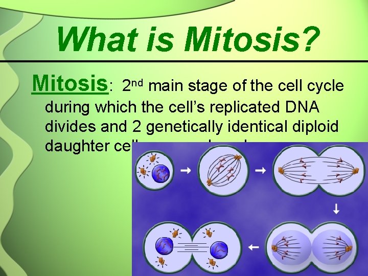 What is Mitosis? Mitosis: 2 nd main stage of the cell cycle during which
