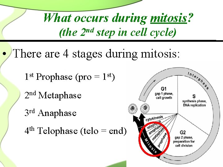 What occurs during mitosis? (the 2 nd step in cell cycle) • There are