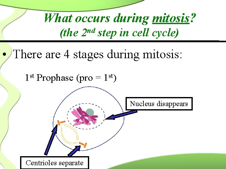 What occurs during mitosis? (the 2 nd step in cell cycle) • There are