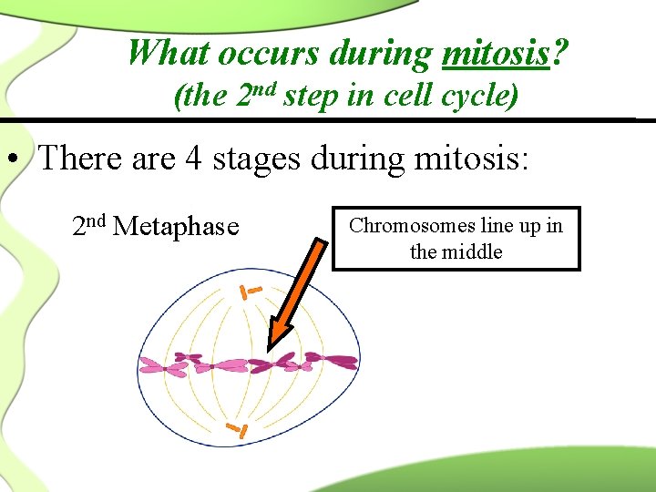 What occurs during mitosis? (the 2 nd step in cell cycle) • There are