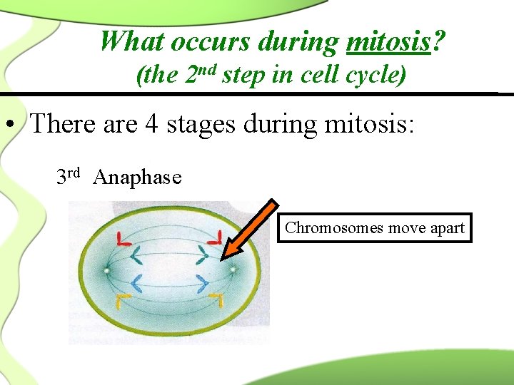 What occurs during mitosis? (the 2 nd step in cell cycle) • There are