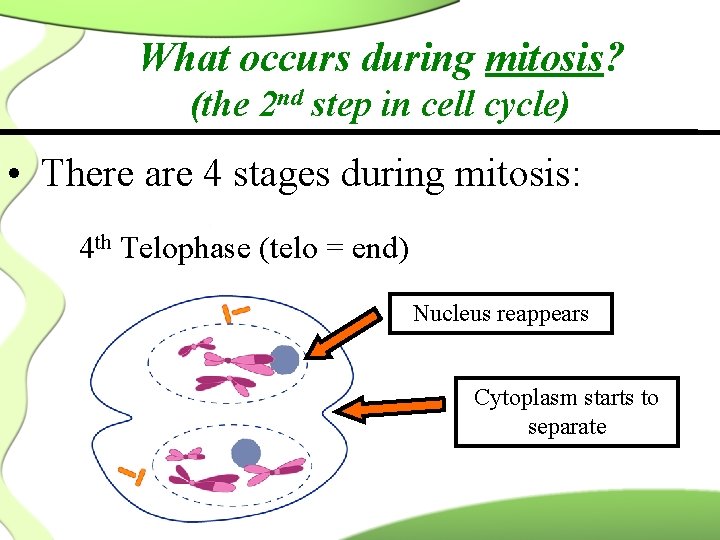 What occurs during mitosis? (the 2 nd step in cell cycle) • There are