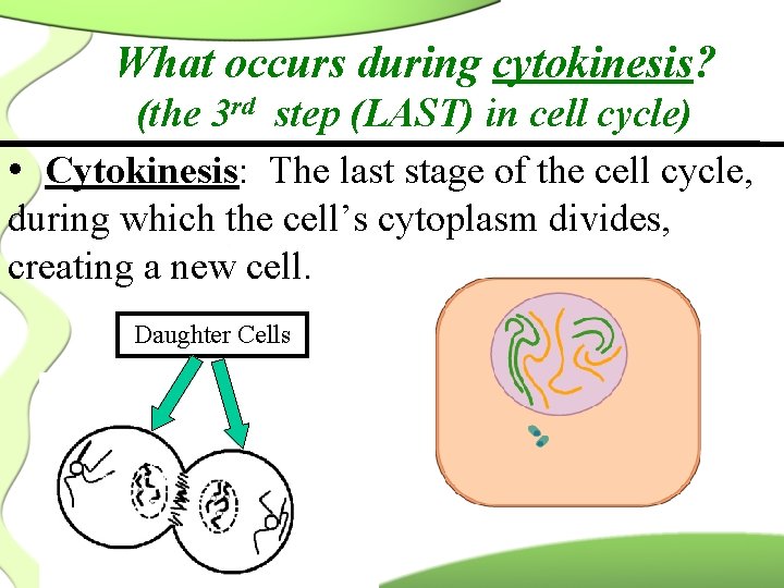 What occurs during cytokinesis? (the 3 rd step (LAST) in cell cycle) • Cytokinesis: