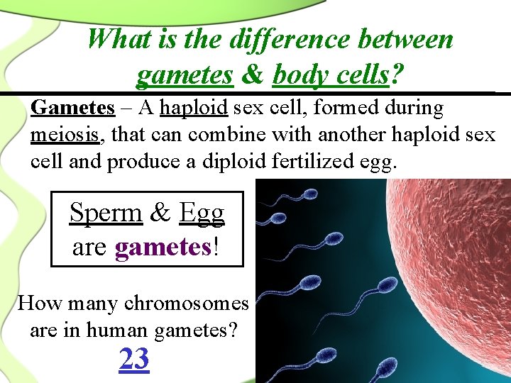 What is the difference between gametes & body cells? Gametes – A haploid sex