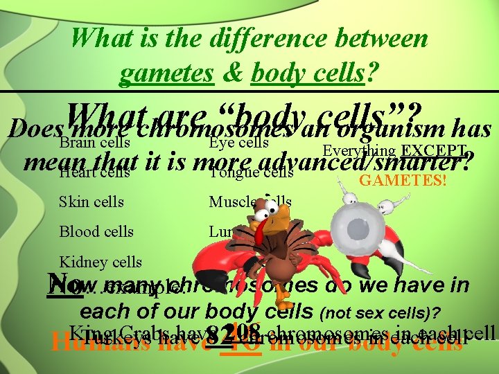 What is the difference between gametes & body cells? What are “bodyancells”? Does. Brain