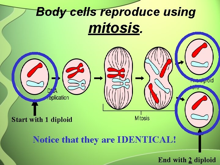 Body cells reproduce using mitosis. Start with 1 diploid Notice that they are IDENTICAL!