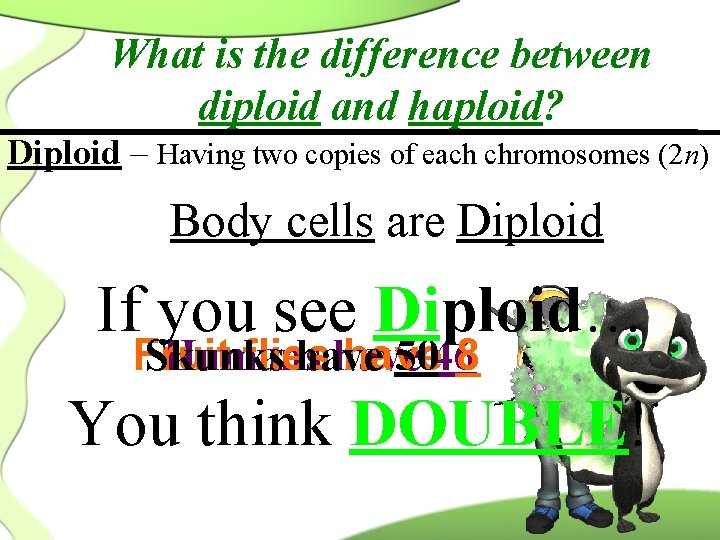 What is the difference between diploid and haploid? Diploid – Having two copies of