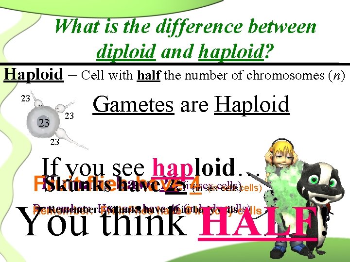 What is the difference between diploid and haploid? Haploid – Cell with half the