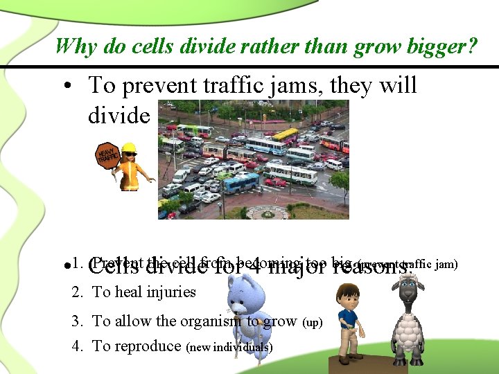 Why do cells divide rather than grow bigger? • To prevent traffic jams, they