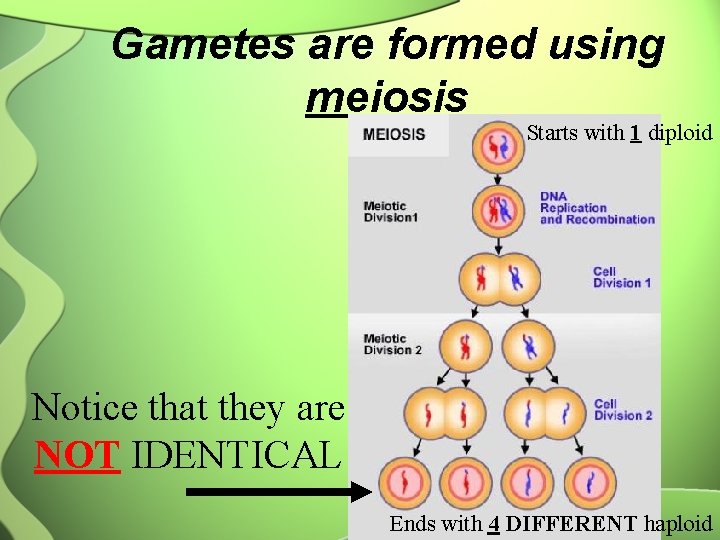 Gametes are formed using meiosis Starts with 1 diploid Notice that they are NOT