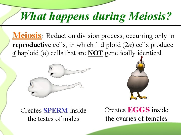 What happens during Meiosis? Meiosis: Reduction division process, occurring only in reproductive cells, in