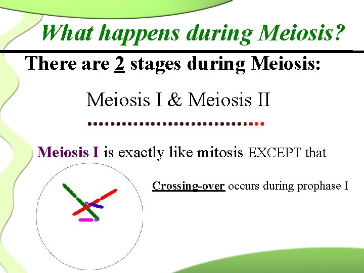 What happens during Meiosis? There are 2 stages during Meiosis: Meiosis I & Meiosis