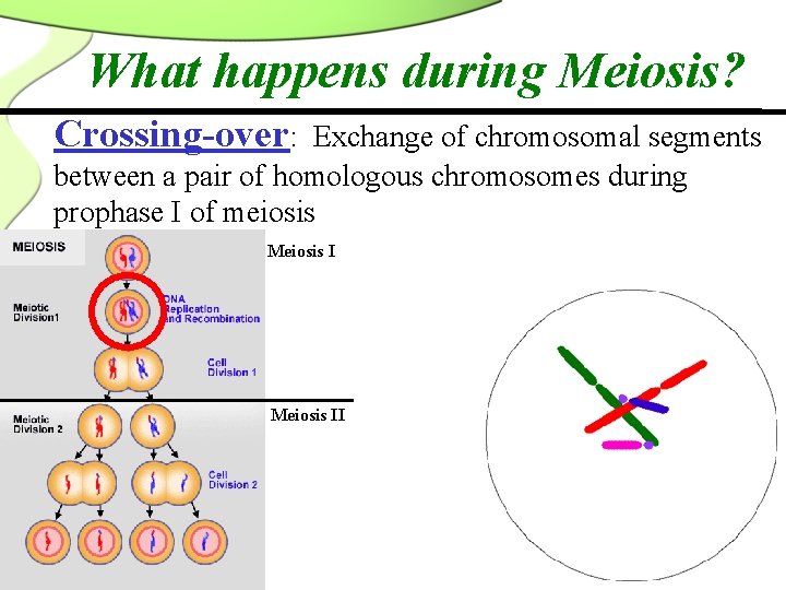 What happens during Meiosis? Crossing-over: Exchange of chromosomal segments between a pair of homologous