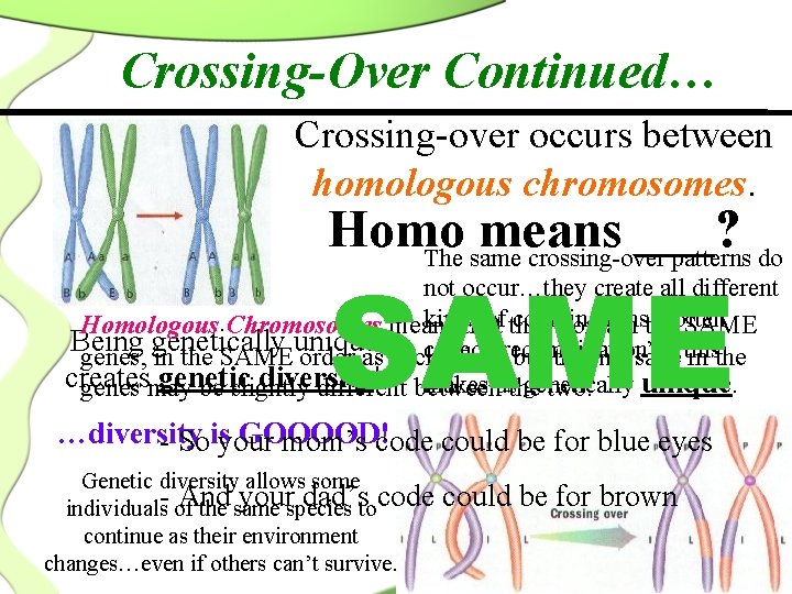 Crossing-Over Continued… Crossing-over occurs between homologous chromosomes. Homo means ___? The same crossing-over patterns