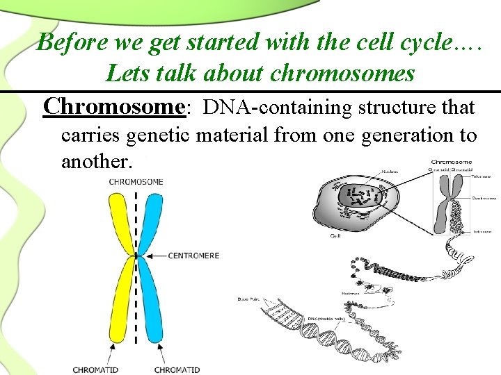 Before we get started with the cell cycle…. Lets talk about chromosomes Chromosome: DNA-containing
