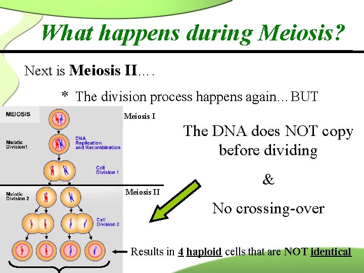What happens during Meiosis? Next is Meiosis II…. * The division process happens again…BUT