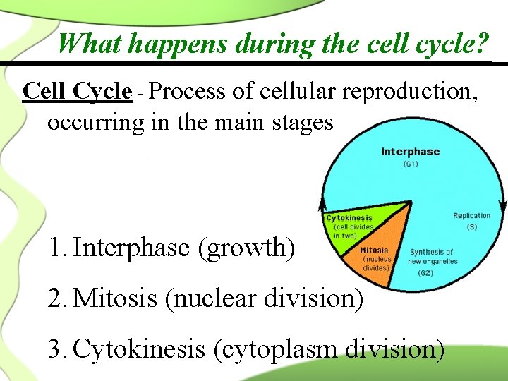 What happens during the cell cycle? Cell Cycle - Process of cellular reproduction, occurring