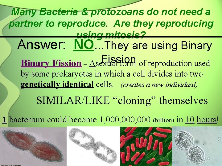 Many Bacteria & protozoans do not need a partner to reproduce. Are they reproducing